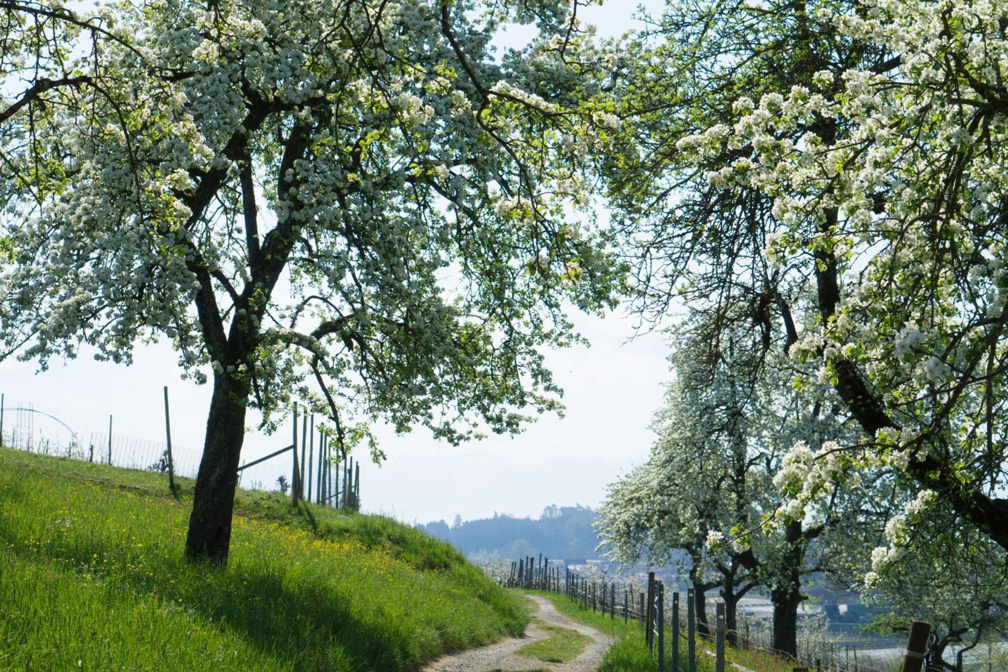 Beim Dorfbach - Die Hofchalets เครสส์บรอนน์ อัม โบเดนเซ ภายนอก รูปภาพ